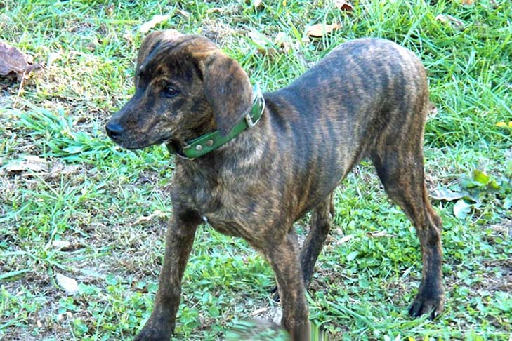 Treeing Tennessee Brindle