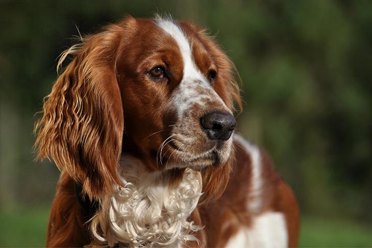 Welsh Springer Spaniel