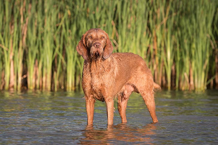Wirehaired Vizsla