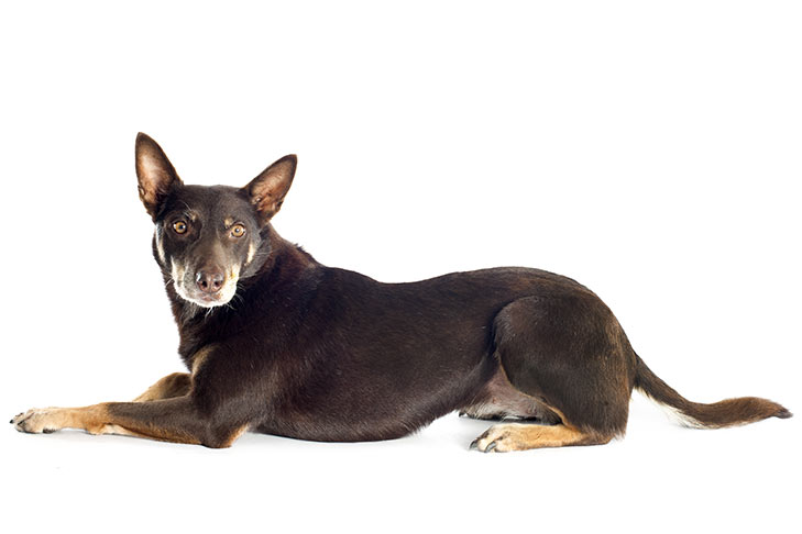 Working Kelpie